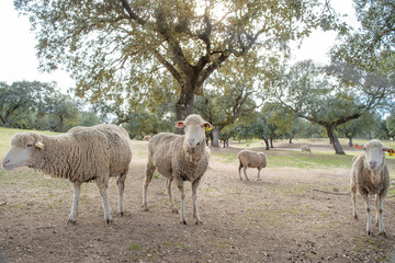 Obraz premium Flock of Merino sheep on a beautiful day under an holm oak in a Spanish pasture.
