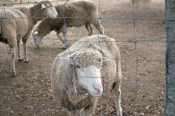 Obraz premium Sheep behind a fence pokes its head through it sadly.