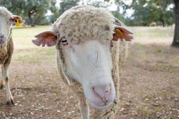 Curious sheep slowly approaches the camera lens, leaving a magnificent close-up.