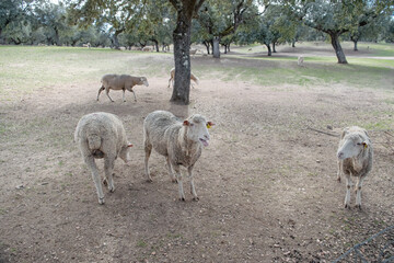 group of sheep bleat under a tree in the pasture from an aerial view.