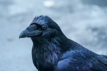 Alaskan Raven