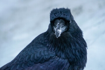 Alaskan Raven