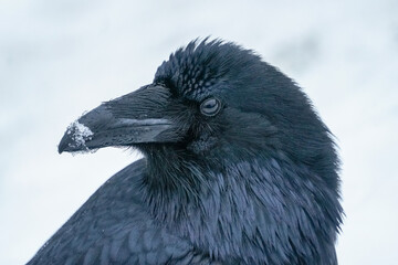 Alaskan Raven
