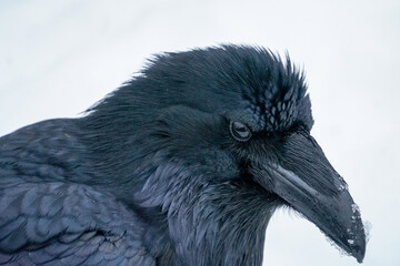 Alaskan Raven