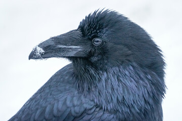 Alaskan Raven