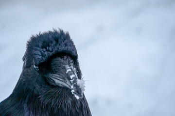 Alaskan Raven