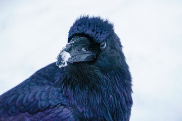 Alaskan Raven