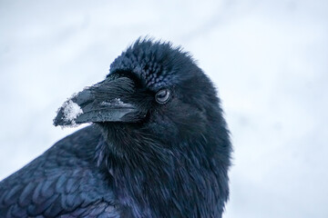 Alaskan Raven