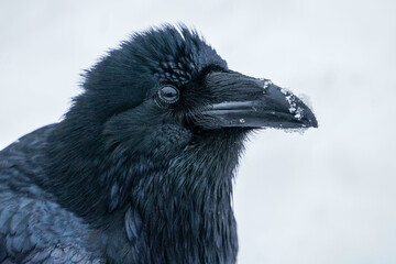 Alaskan Raven