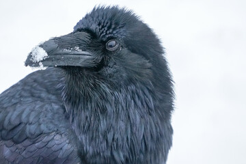 Alaskan Raven