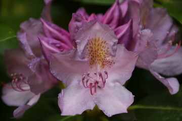 Makro Rhododendronblüten in Rosa in der Natur