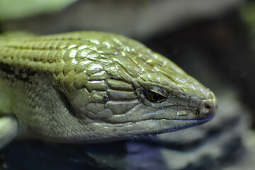 Blue tongue skink