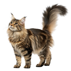 Maine Coon cat with fluffy fur and alert stance isolated on a white background.