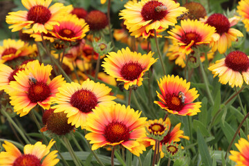 Haillardia is blooming in the garden