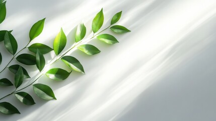 Fototapeta premium Fresh green leaves arranged on a soft white surface with gentle light shadows in the background