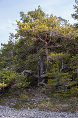 beautiful old pine can trees at Gotland pebble beach coast in springtime