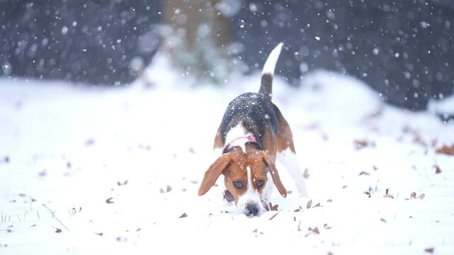 American Beagle dog in the snow. Sniffing and looking for rabbits or squirrels. Slow motion, 25 percent natural speed.