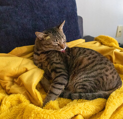 Cute brown tabby grooming himself while laying on a blanket