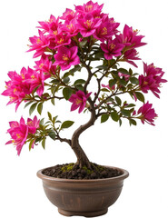 Vibrant Pink Bougainvillea Bonsai Tree in Brown Pot Asian Inspired Miniature Garden Decor