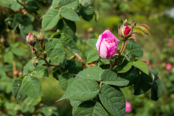 Pink rosebuds on a green bush in sunlight
