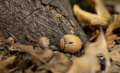 Acorn on forest floor near tree trunk
