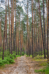 Obraz premium Path Through the Pine Forest