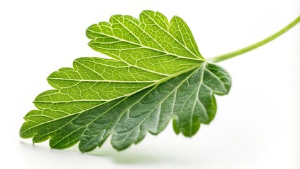 Obraz premium Close-up Green Leaf Detailed Vein Structure, Nature Photography, Botanical Concept, Leaf Macro leaf photography, botany