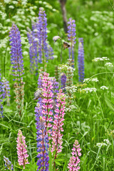 Pink and Purple Lupines in Meadow