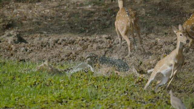 Successful crocodile attack for prey
