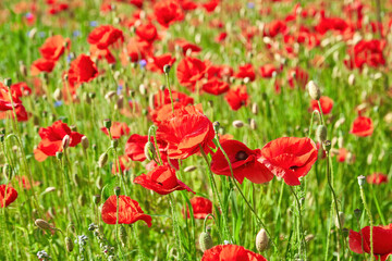 Field of Red Poppies