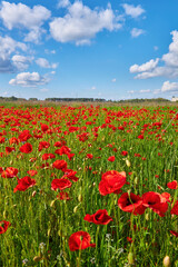 Red Poppies Under Cloudy Blue Sky