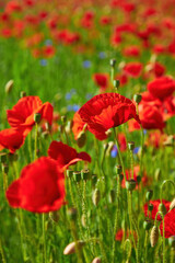Field of Red Poppies