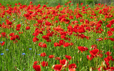 Vibrant Red Poppies in Bloom