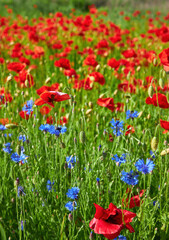 Blue Cornflowers and Red Poppies