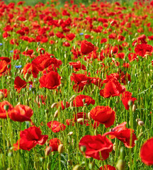 Sunlit Field of Red Poppies