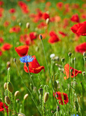 Obraz premium Cornflower Amidst Red Poppies