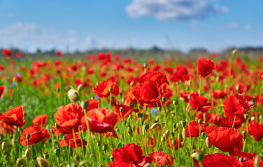 Red Poppies Under Cloudy Blue Sky