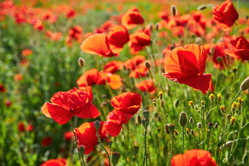 Fototapeta premium Field of Red Poppies
