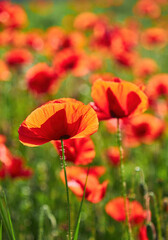 Sunlit Field of Red Poppies