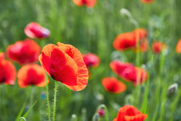 Red Poppy in a Sea of Green