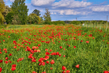blooming wildflower meadow in summer nature landscape