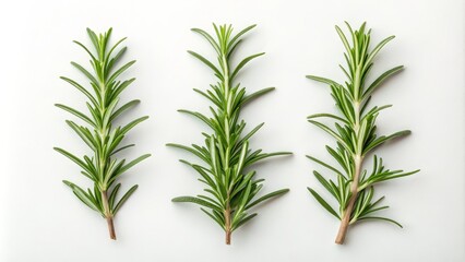 Fototapeta premium Three Sprigs of Rosemary Minimalist Herb Composition, White Background, Culinary and Herbal Concept. Rosemary, Herb
