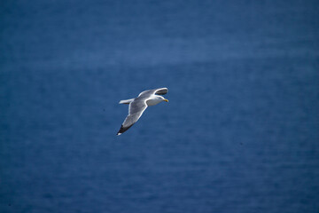 Obraz premium seagull in flight over the sea, high angle, yellow-legged gull (Larus michahellis) Alghero, Capo Caccia, Sardinia, Italy.