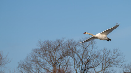 Mute swan in flight past bare trees in winter.