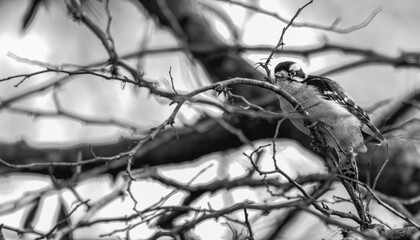 Downy-woodpecker perched in a bare tree.