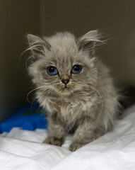A fluffy gray kitten with adorable blue eyes lies on a white blanket while undergoing treatment at a veterinary clinic. The kitten's face expresses a sense of vulnerability and resilience.