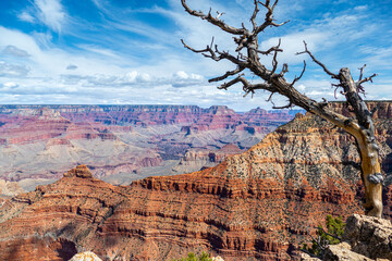 Landscape of the grand canyon from mather point viewpoint with a dead tree in the grand canyon...