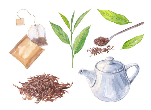 Watercolor tea set. White teapot, loose leaf tea, tea bag and green tea leaves
