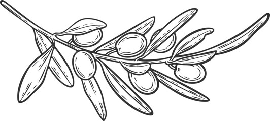 Olive branch berry leaf diet plant superfood ingredient natural organic black green engraving hand drawn illustration black white isolated vintage line art sketch silhouette graphic style poster label