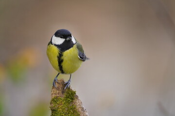 Closeup portrait of a great tit. Parus major. Wildlife scene with a titmouse. 
